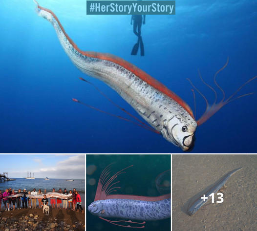 The ‘oarfish’ is the longest Ƅony fish in the world - #HerStoryOurStory