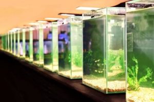 What beginner should buy for an aquarium at aquarium fish ...