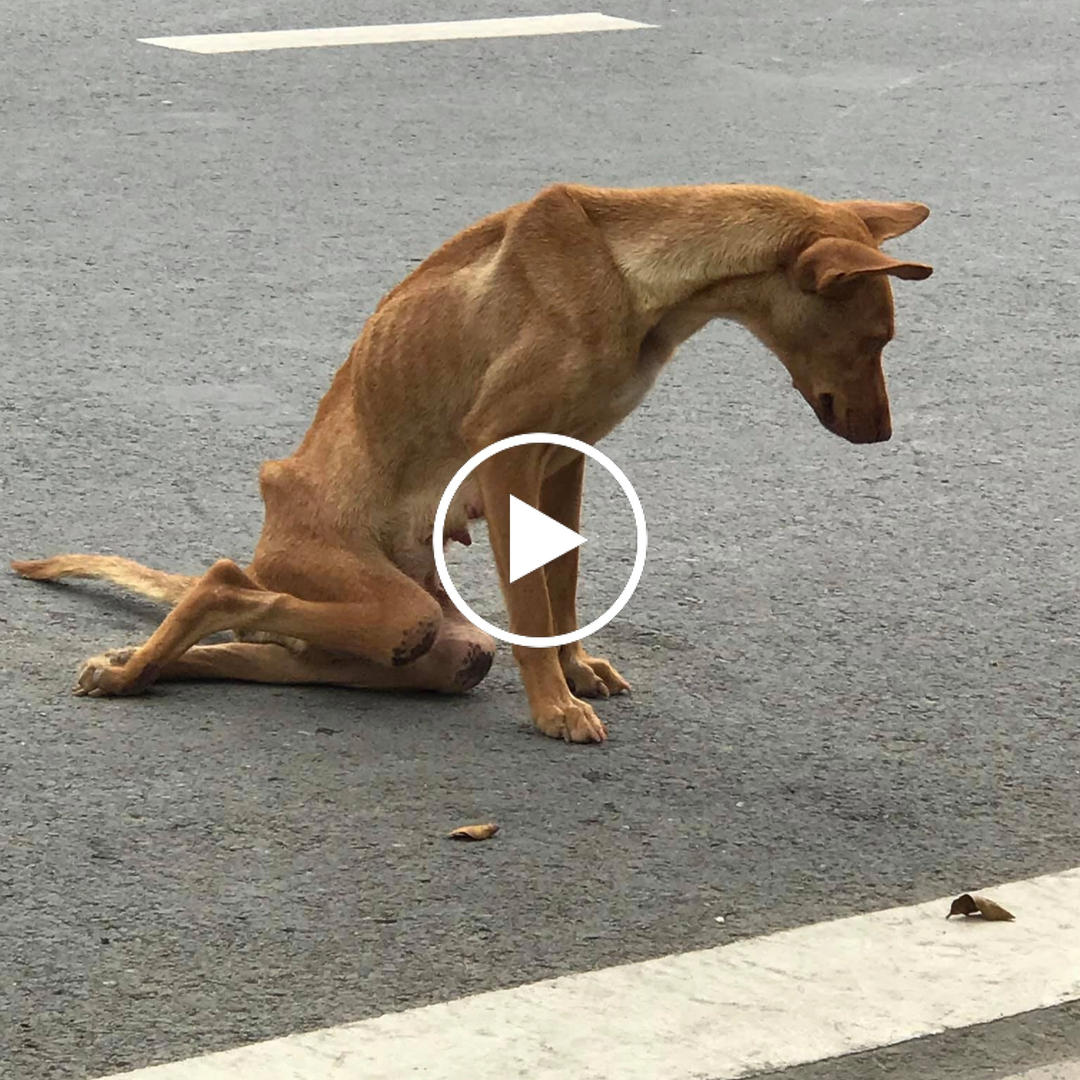 Heartbroken dog with two legs paralyzed dragging in the middle of the